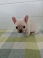 FEMALE #2, a female French Bulldog for sale in Allen, MI – Photo 3 of 6