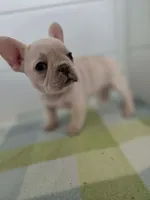 FEMALE #2, a female French Bulldog for sale in Allen, MI – Photo 4 of 6