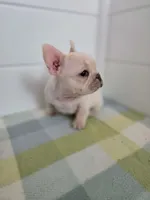 FEMALE #2, a female French Bulldog for sale in Allen, MI – Photo 2 of 6