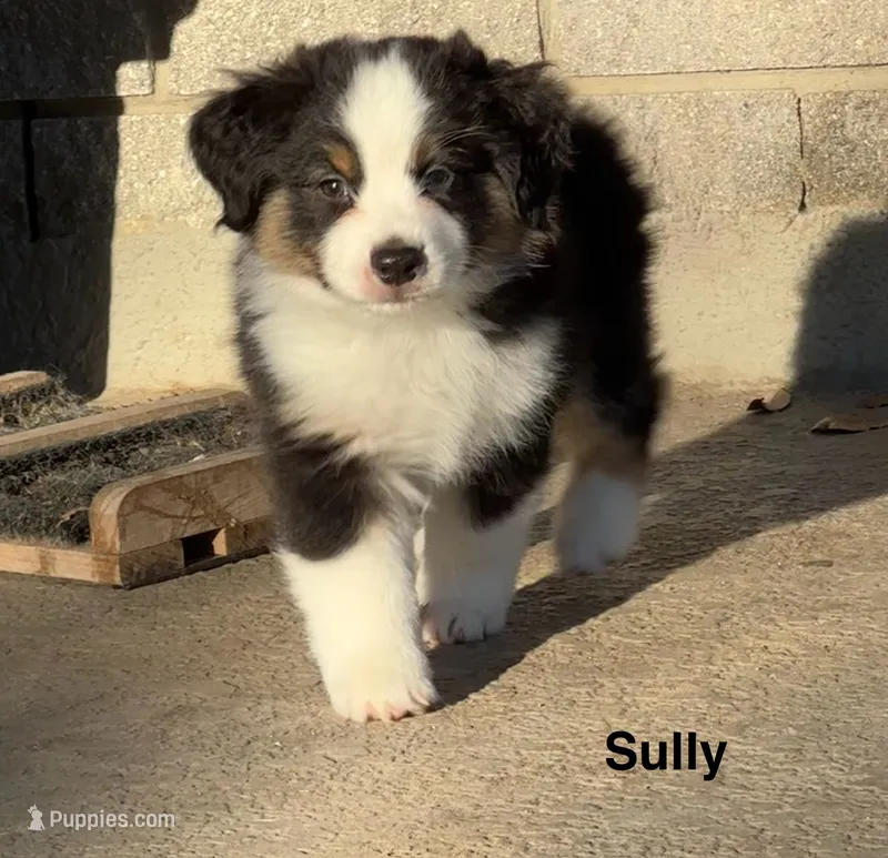 Sully