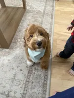 Nugget, a male Goldendoodle and Miniature Goldendoodle for sale in Arlington, TX – Photo 3 of 5