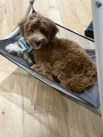 Nugget, a male Goldendoodle and Miniature Goldendoodle for sale in Arlington, TX – Photo 1 of 5