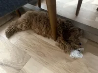 Nugget, a male Goldendoodle and Miniature Goldendoodle for sale in Arlington, TX – Photo 4 of 5