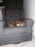 Nugget, a male Goldendoodle and Miniature Goldendoodle for sale in Arlington, TX – Photo 5 of 5