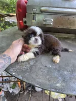 Hazel, a female Shih Tzu for sale in Easley, SC – 3 of 3