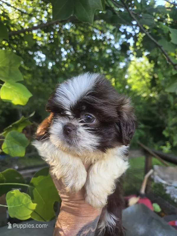 Hazel – Shih Tzu puppy for sale in Easley, SC