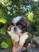 Hazel, a female Shih Tzu for sale in Easley, SC – 1 of 3
