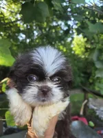 Hazel, a female Shih Tzu for sale in Easley, SC – 2 of 3
