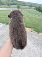 Puppy 4 , a male Australian Shepherd for sale in Flemingsburg, KY – 5 of 5