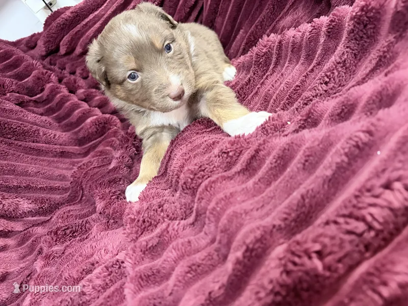 Puppy 4  – Australian Shepherd puppy for sale in Flemingsburg, KY