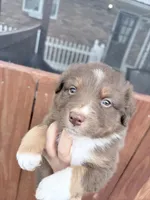 Puppy 4 , a male Australian Shepherd for sale in Flemingsburg, KY – Photo 1 of 3