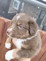 Puppy 4 , a male Australian Shepherd for sale in Flemingsburg, KY – Photo 2 of 3