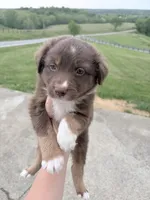 Puppy 4 , a male Australian Shepherd for sale in Flemingsburg, KY – 2 of 5