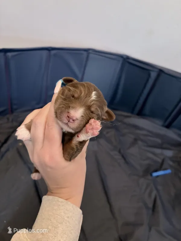 Puppy 4  – Australian Shepherd puppy for sale in Flemingsburg, KY