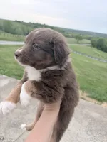 Puppy 4 , a male Australian Shepherd for sale in Flemingsburg, KY – 4 of 5