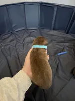 Puppy 4 , a male Australian Shepherd for sale in Flemingsburg, KY – Photo 3 of 3