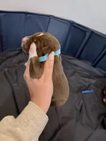 Puppy 4 , a male Australian Shepherd for sale in Flemingsburg, KY – Photo 2 of 3