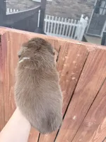 Puppy 4 , a male Australian Shepherd for sale in Flemingsburg, KY – Photo 3 of 3