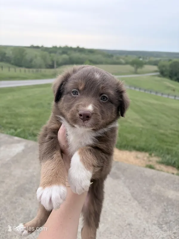 Puppy 4  – Australian Shepherd puppy for sale in Flemingsburg, KY