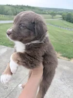 Puppy 4 , a male Australian Shepherd for sale in Flemingsburg, KY – 3 of 5