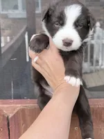 Puppy 7 , a female Australian Shepherd for sale in Flemingsburg, KY – 5 of 6