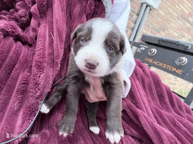 Puppy 7  – Australian Shepherd puppy for sale in Flemingsburg, KY