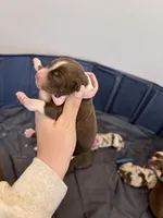 Puppy 7 , a female Australian Shepherd for sale in Flemingsburg, KY – Photo 2 of 3