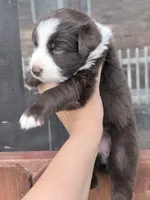 Puppy 7 , a female Australian Shepherd for sale in Flemingsburg, KY – 4 of 6
