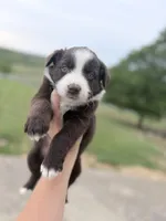 Puppy 7 , a female Australian Shepherd for sale in Flemingsburg, KY – 2 of 6