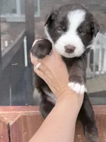 Puppy 7 , a female Australian Shepherd for sale in Flemingsburg, KY – 3 of 6