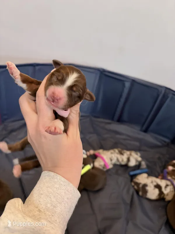 Puppy 7  – Australian Shepherd puppy for sale in Flemingsburg, KY