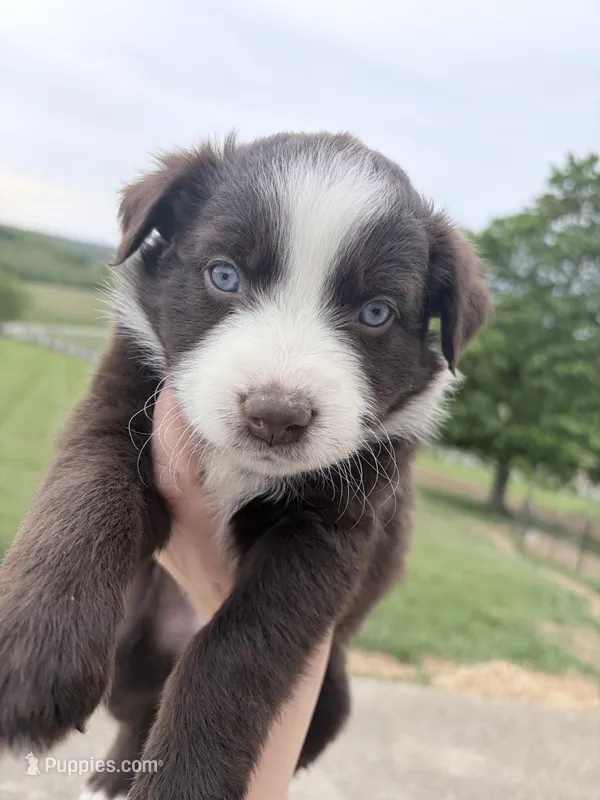 Puppy 7  – Australian Shepherd puppy for sale in Flemingsburg, KY