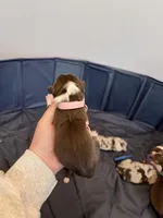 Puppy 7 , a female Australian Shepherd for sale in Flemingsburg, KY – Photo 3 of 3