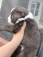 Puppy 7 , a female Australian Shepherd for sale in Flemingsburg, KY – 6 of 6
