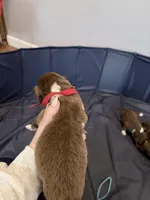 Puppy 2 , a male Australian Shepherd for sale in Flemingsburg, KY – Photo 2 of 2