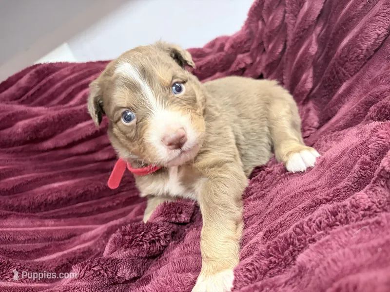 Puppy 2  – Australian Shepherd puppy for sale in Flemingsburg, KY