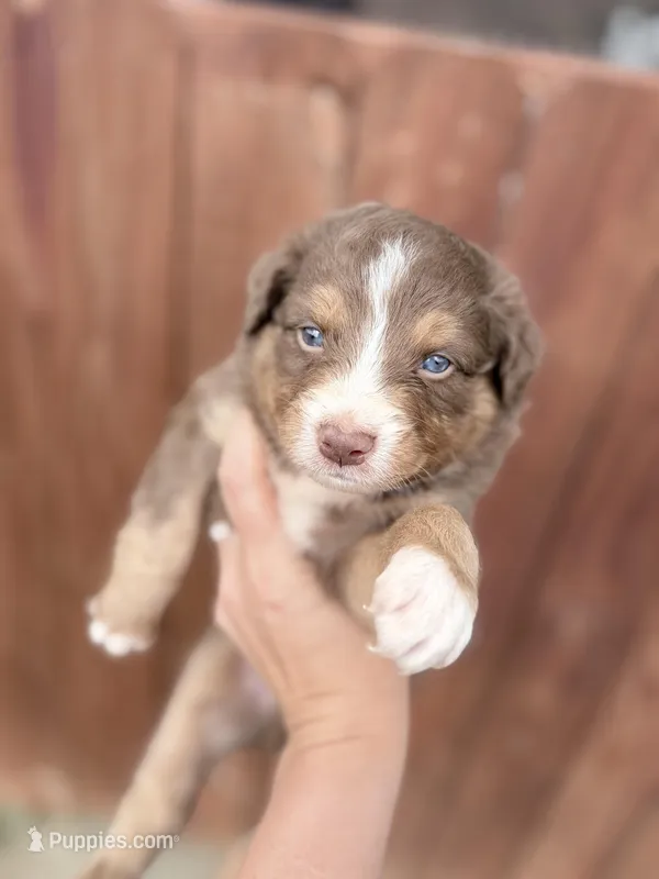 Puppy 2  – Australian Shepherd puppy for sale in Flemingsburg, KY