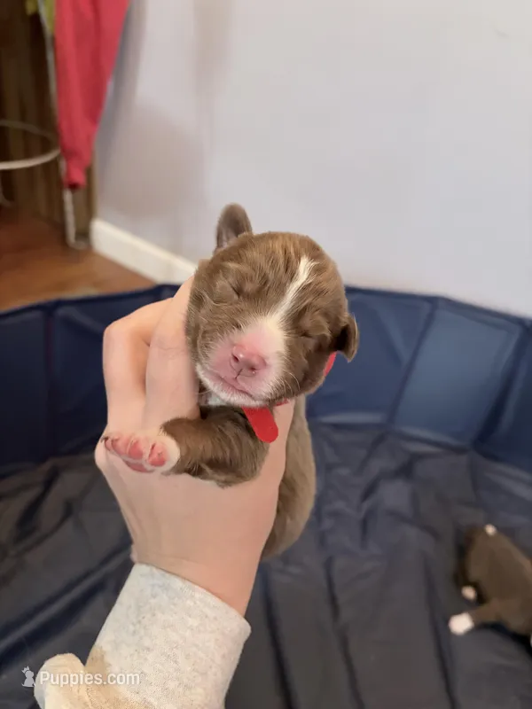 Puppy 2  – Australian Shepherd puppy for sale in Flemingsburg, KY