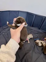 Puppy 11 , a male Australian Shepherd for sale in Flemingsburg, KY – Photo 2 of 3