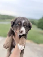 Puppy 11 , a male Australian Shepherd for sale in Flemingsburg, KY – 2 of 5