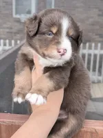 Puppy 11 , a male Australian Shepherd for sale in Flemingsburg, KY – Photo 3 of 4