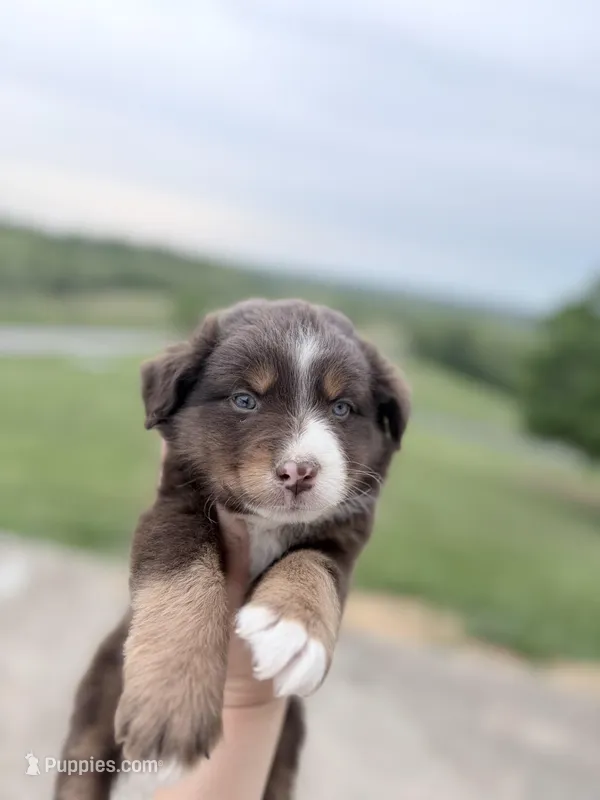Puppy 11  – Australian Shepherd puppy for sale in Flemingsburg, KY