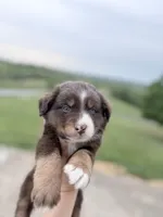 Puppy 11 , a male Australian Shepherd for sale in Flemingsburg, KY – 1 of 5