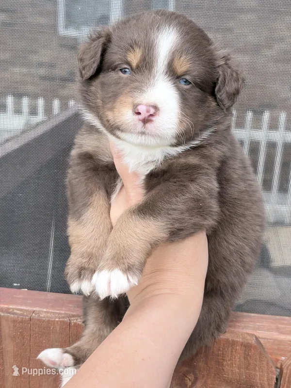 Puppy 11  – Australian Shepherd puppy for sale in Flemingsburg, KY