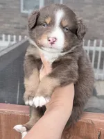 Puppy 11 , a male Australian Shepherd for sale in Flemingsburg, KY – Photo 1 of 4