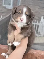 Puppy 11 , a male Australian Shepherd for sale in Flemingsburg, KY – Photo 4 of 4