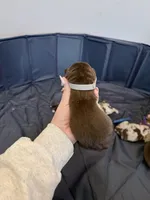 Puppy 11 , a male Australian Shepherd for sale in Flemingsburg, KY – Photo 3 of 3