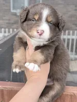 Puppy 11 , a male Australian Shepherd for sale in Flemingsburg, KY – Photo 2 of 4