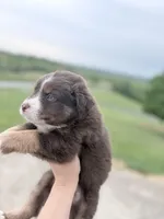 Puppy 11 , a male Australian Shepherd for sale in Flemingsburg, KY – 4 of 5