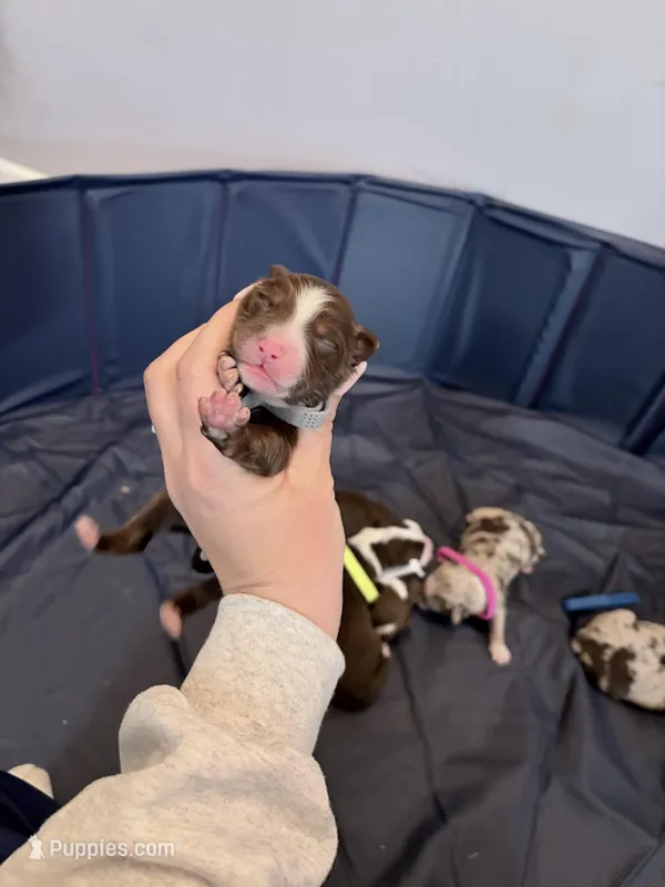 Puppy 11  – Australian Shepherd puppy for sale in Flemingsburg, KY